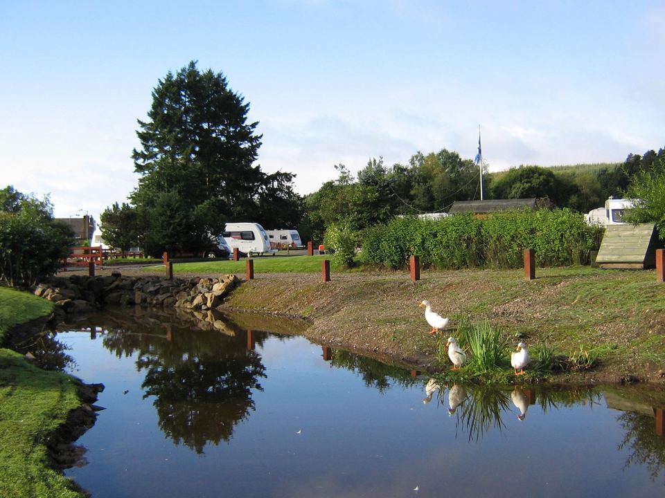 Pond with ducks