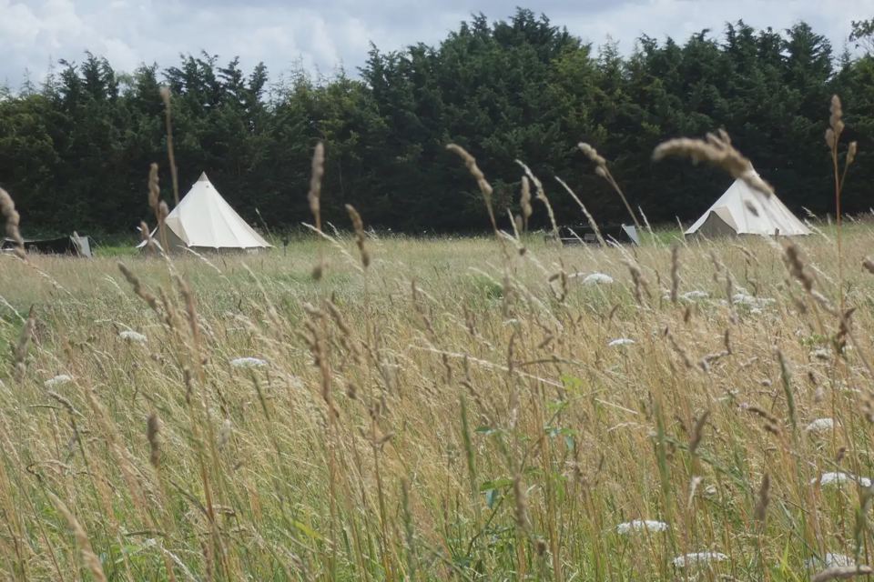 Bell tents across the meadow