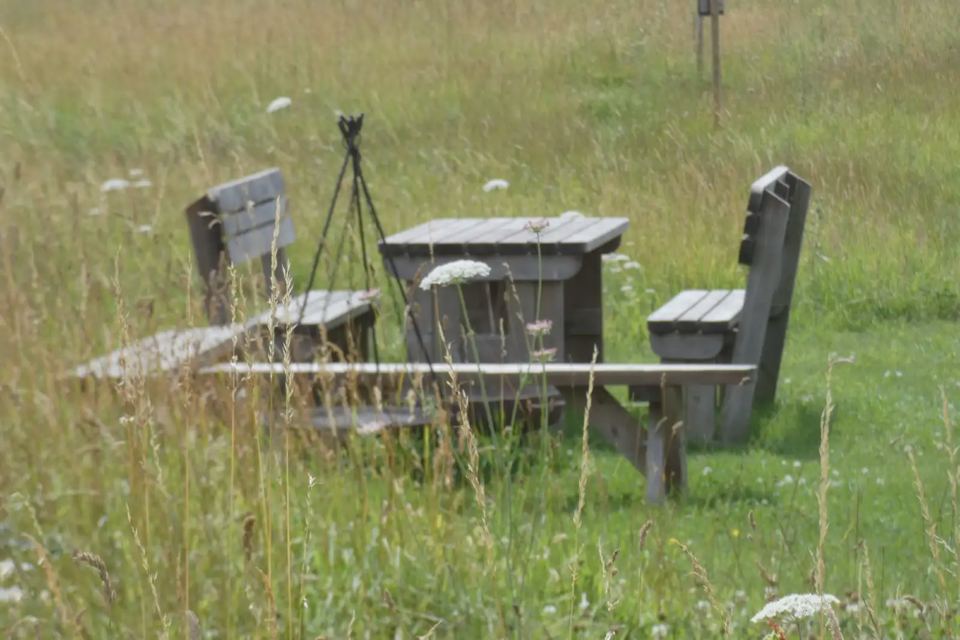 Fire pit seating in long grass