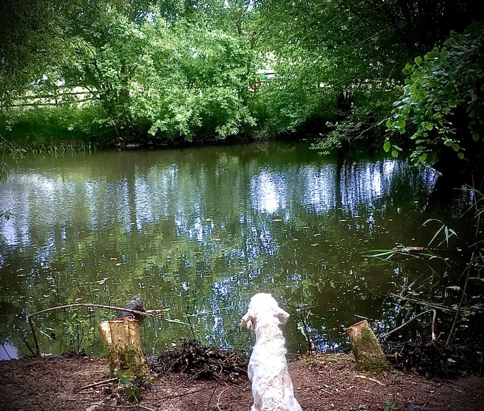 Dog watching the pond