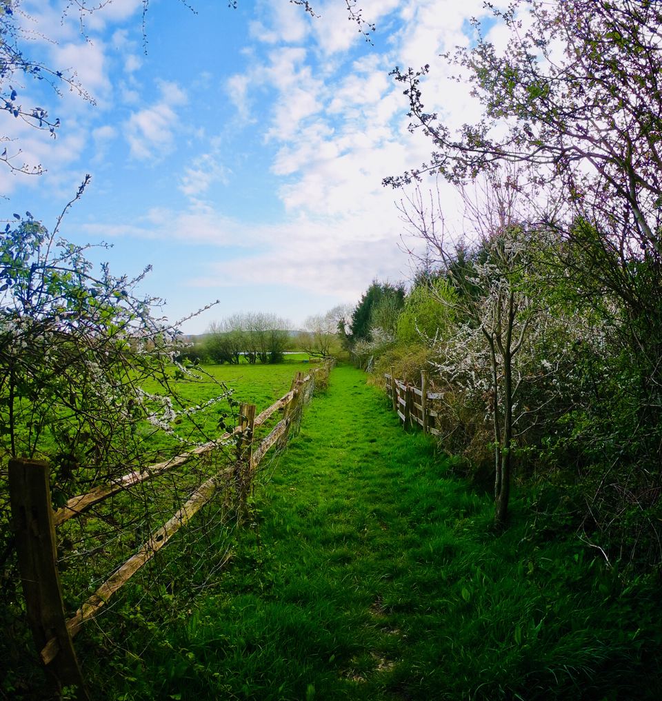 Footpath along the hedge