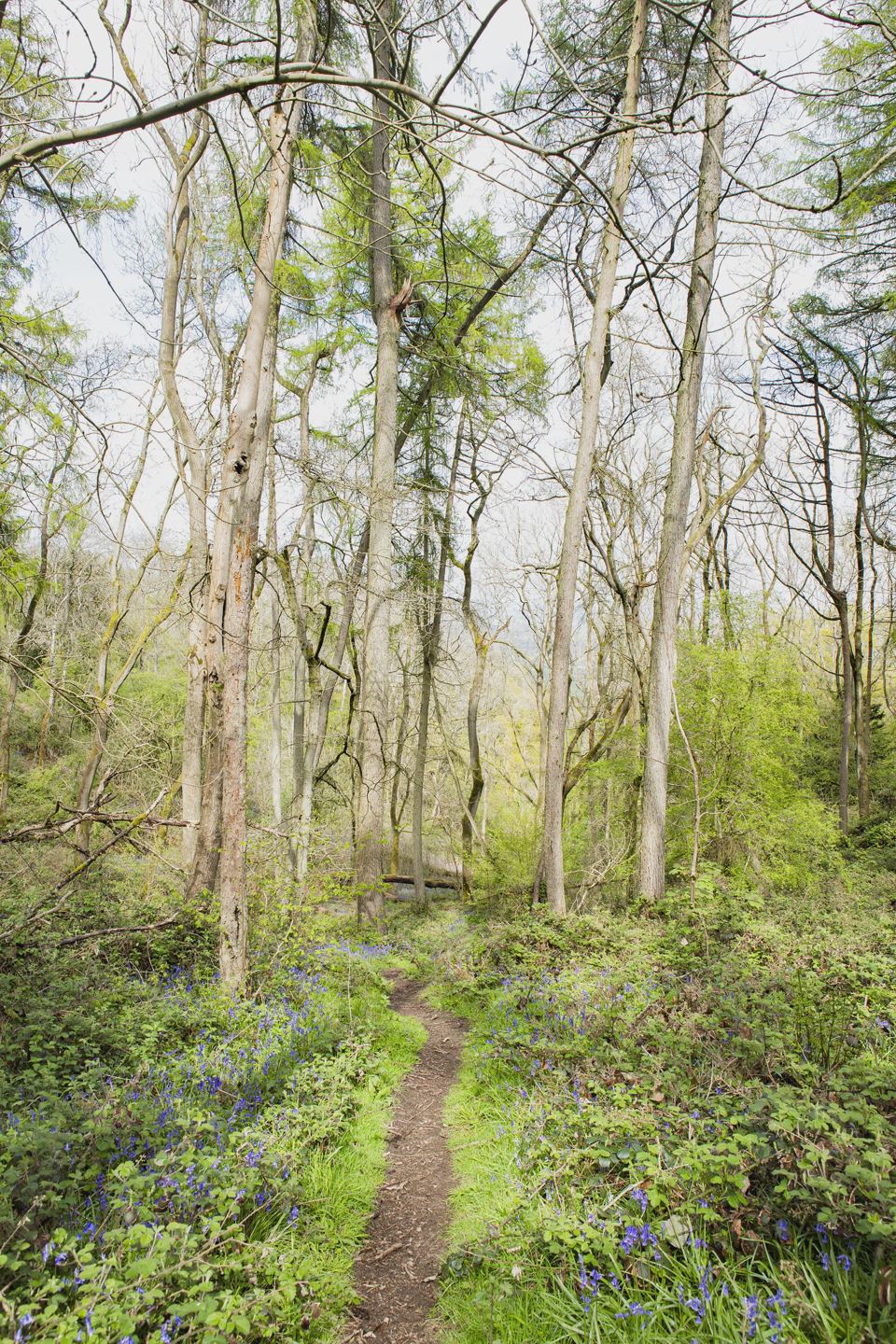 Woodland path with bluebells
