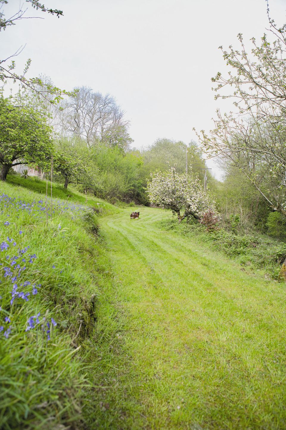 Orchard slope in spring