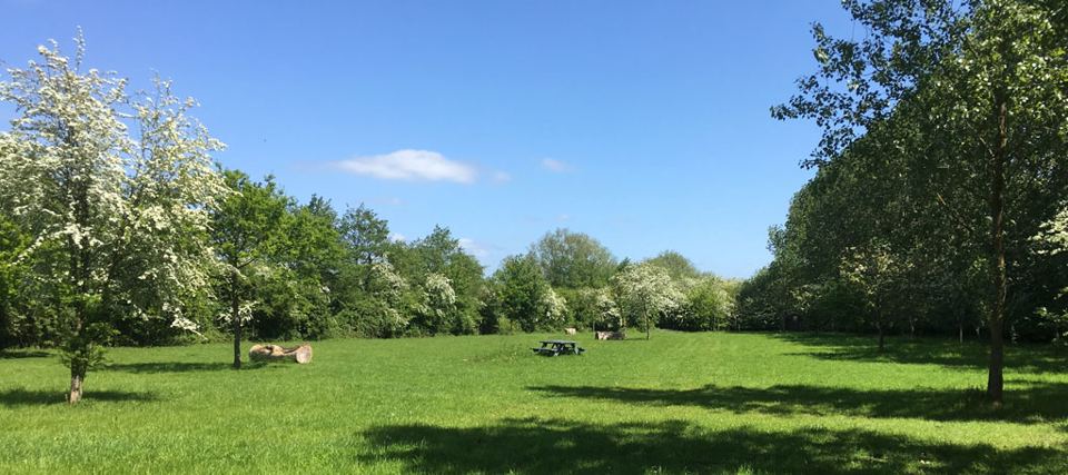 Open meadow among orchard trees