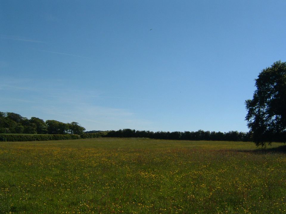 Meadow next to the park
