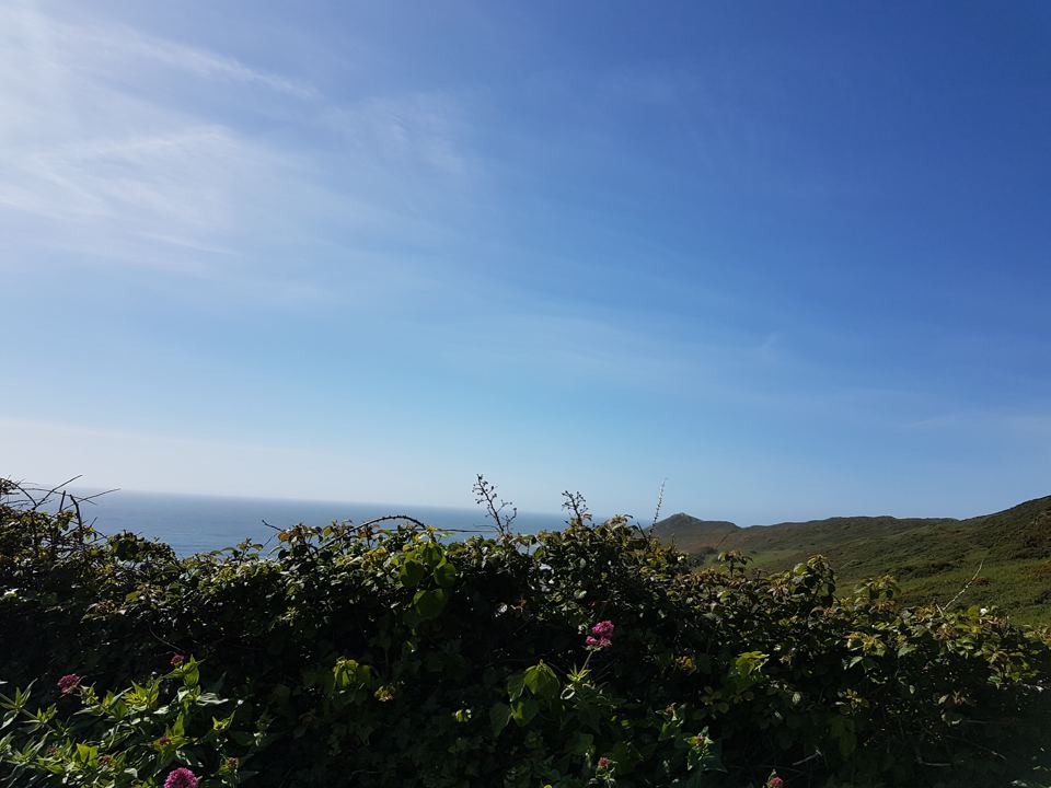 View across the sea from the hedge