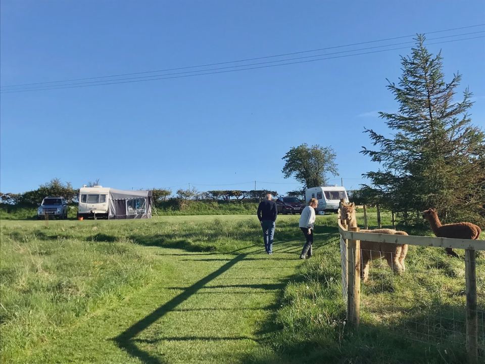 Walking the pitches past alpacas