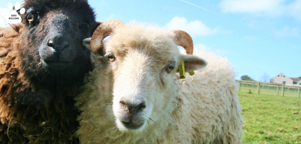Sheep on the farm walk