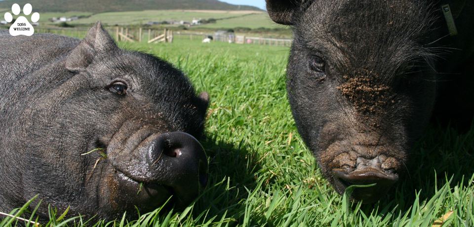 Pigs on the farm walk