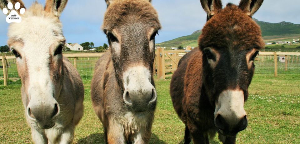 Donkeys on the farm walk