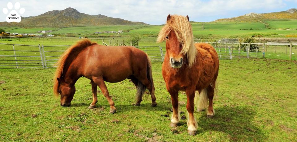 Ponies with Carn Llidi behind