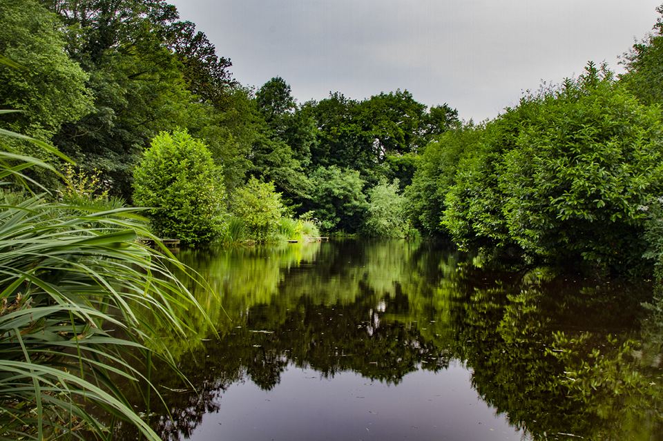 Lake edge