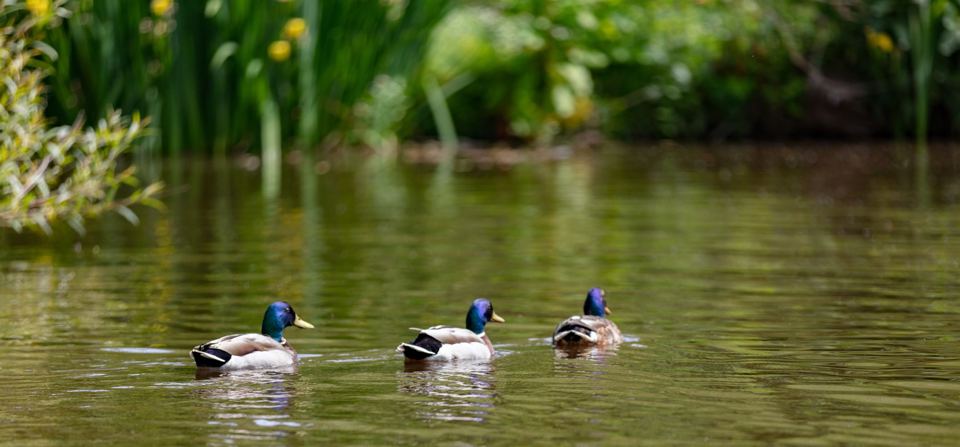Ducks on the lake