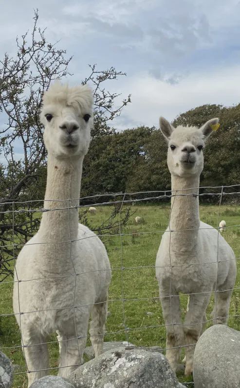 Alpacas on the farm