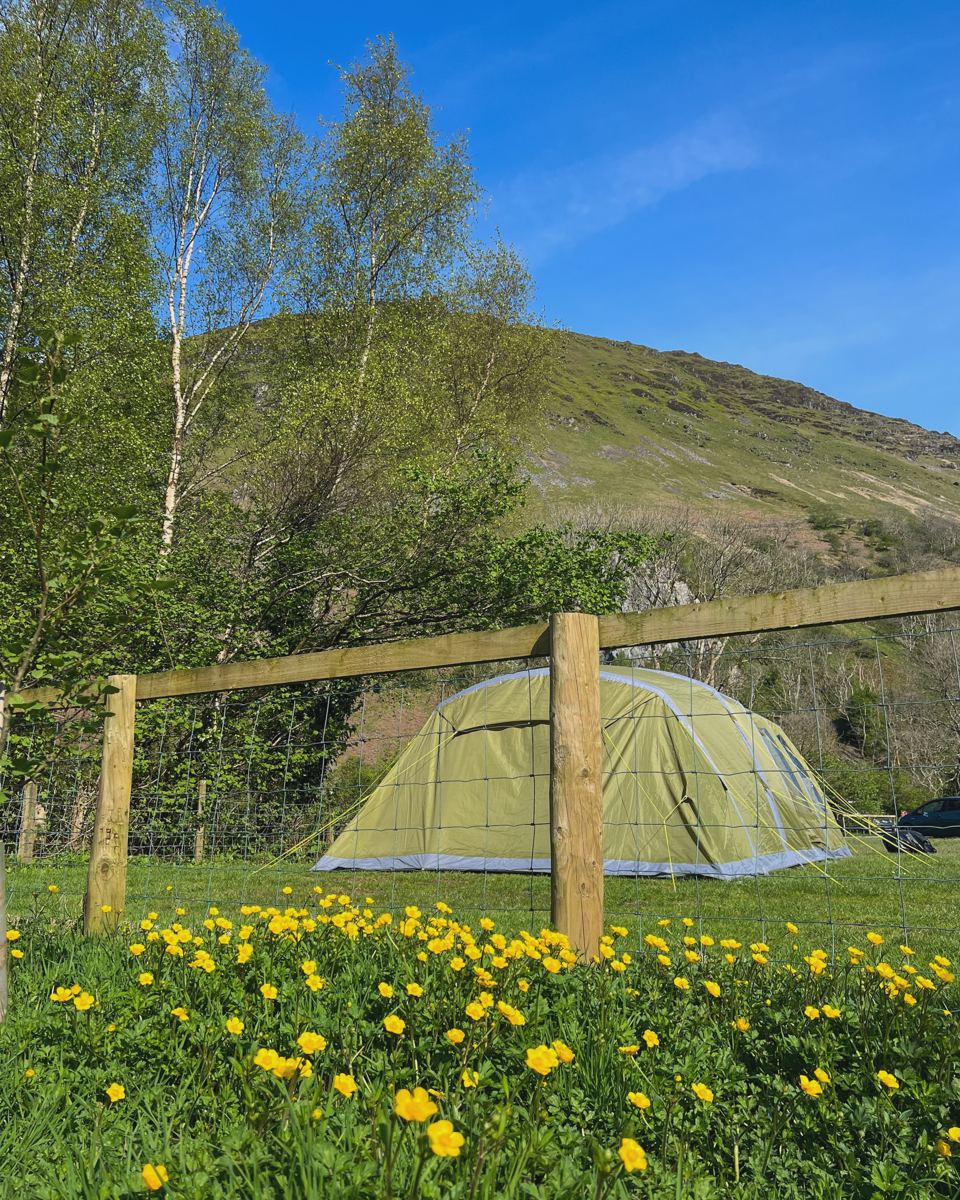 Tent among spring flowers