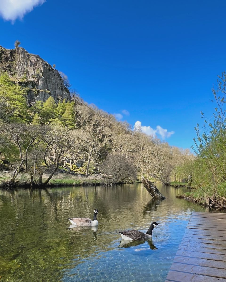 Geese on the river