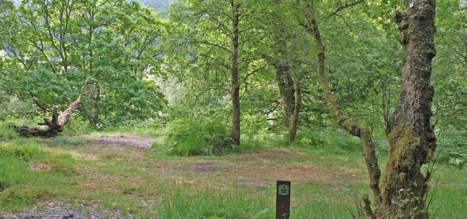 Woodland pitch
