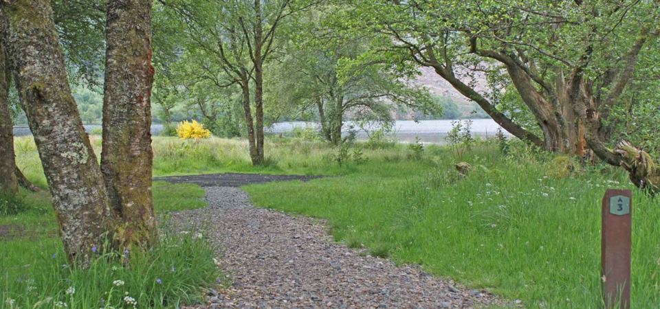 Path through the woodland pitches