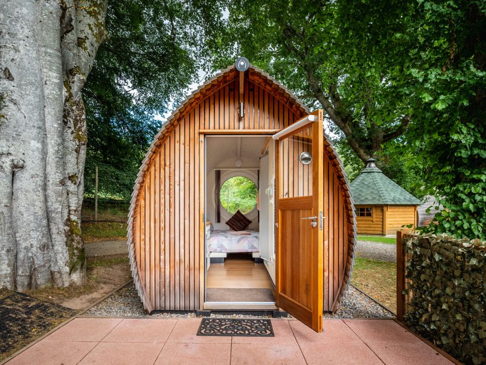 Armadilla pod among the trees