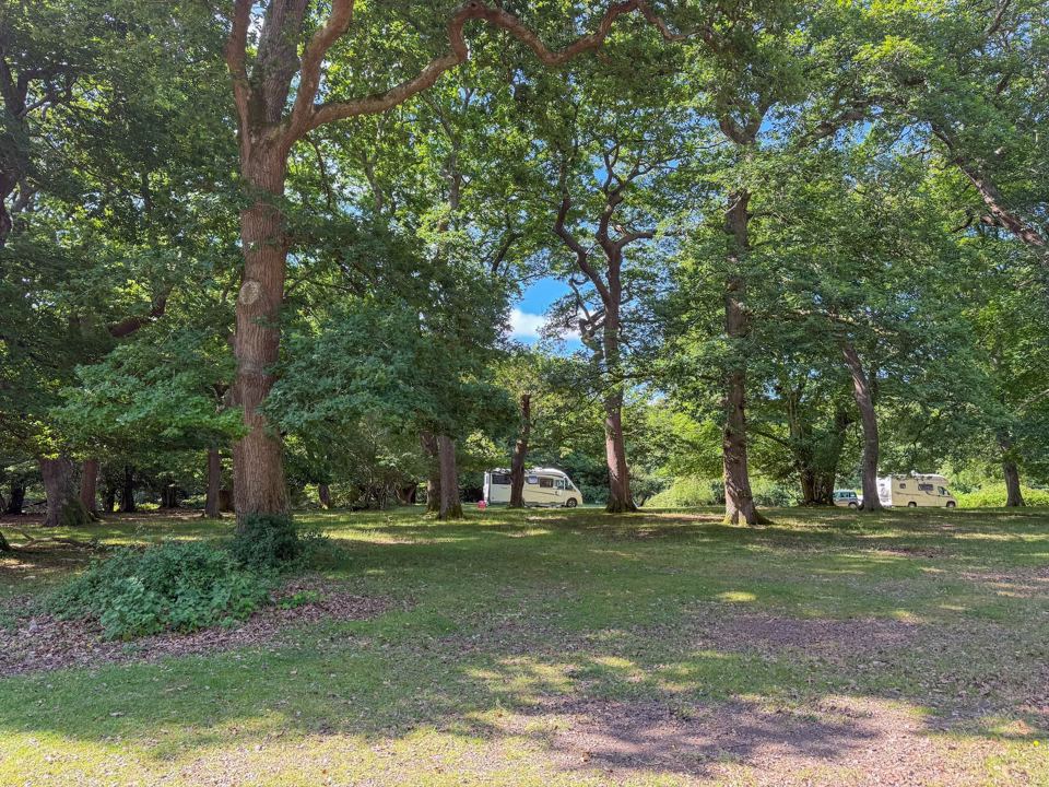 Open grassy clearing among trees