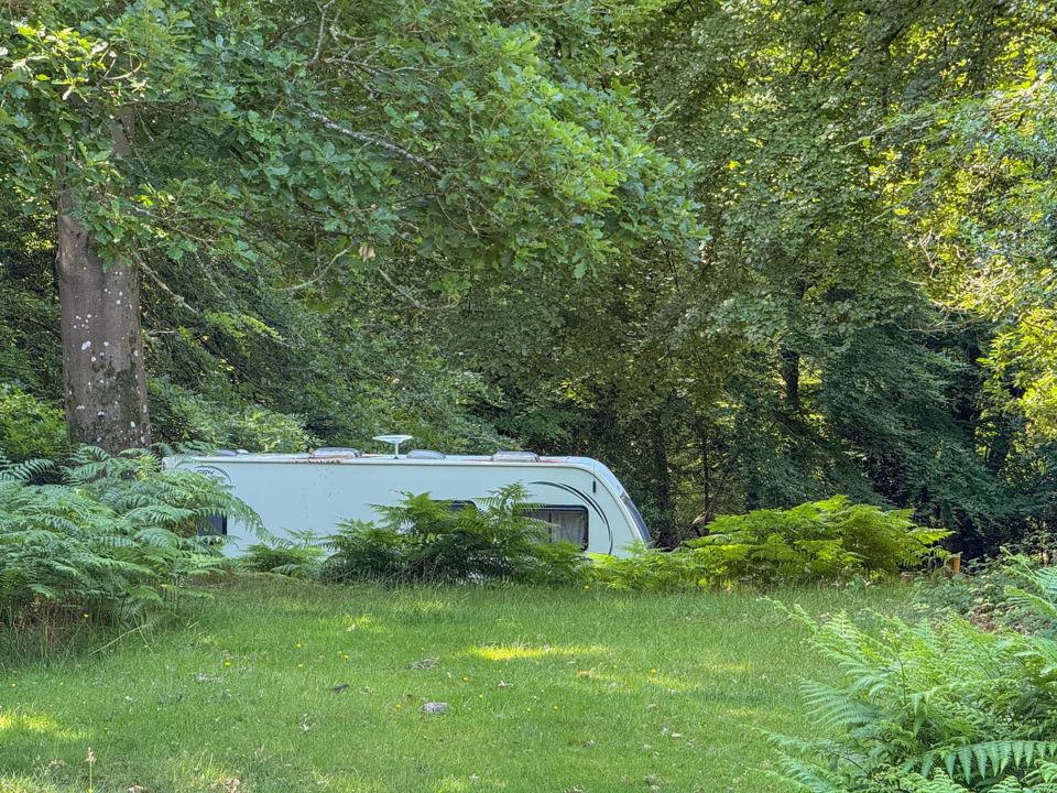 Caravan among the ferns