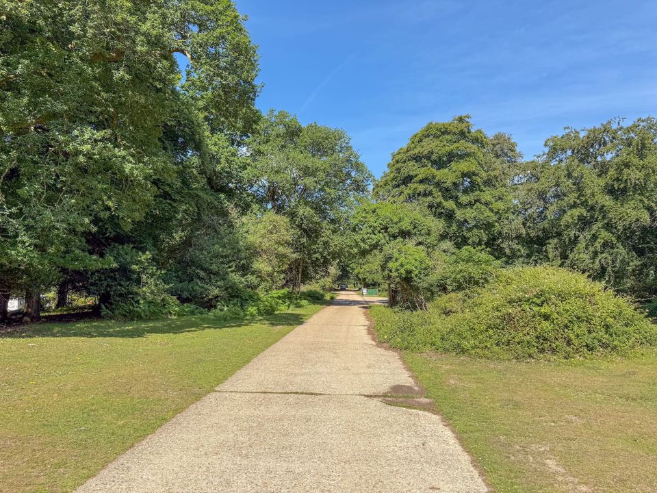 Path through the beech trees