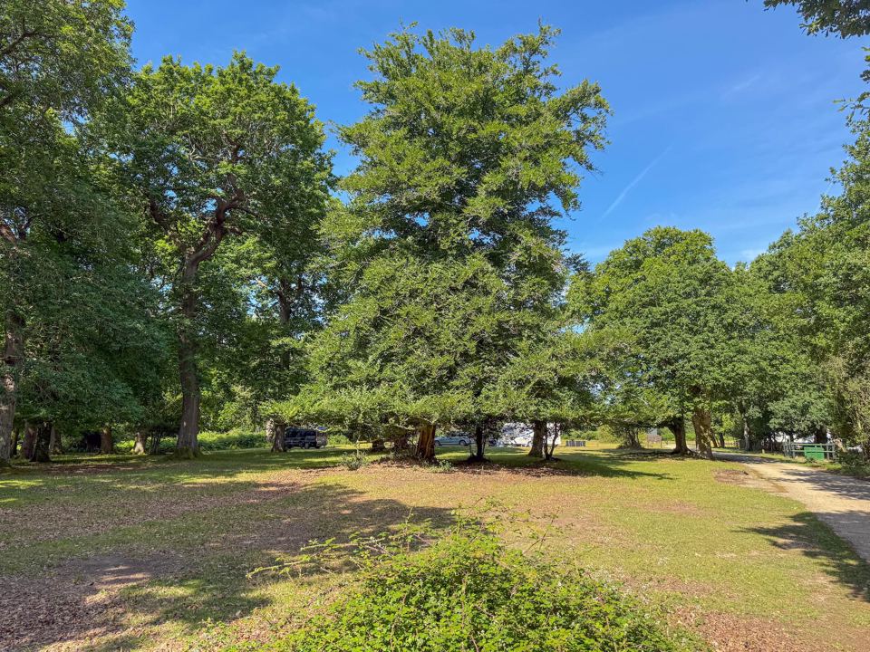 Grassy glade between beeches