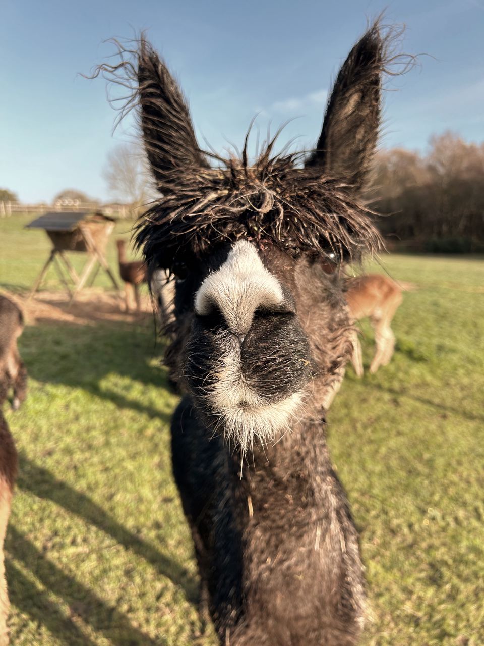 Alpaca close-up