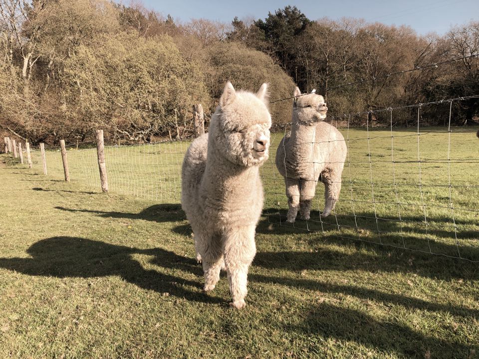 Two alpacas in the field