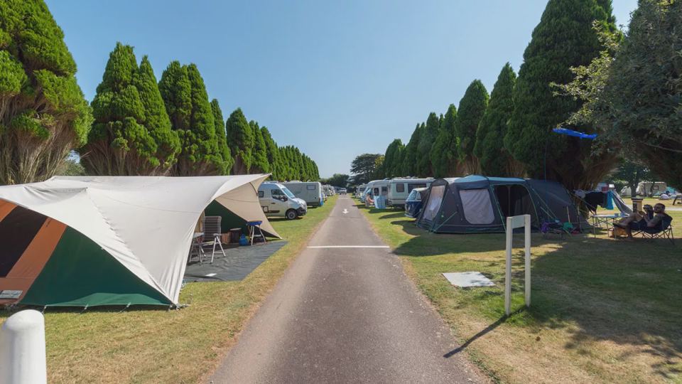 Tent pitch under cedar trees
