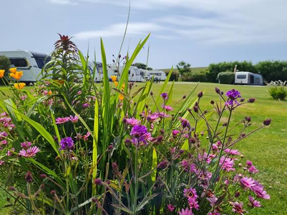Pitches behind the flower border