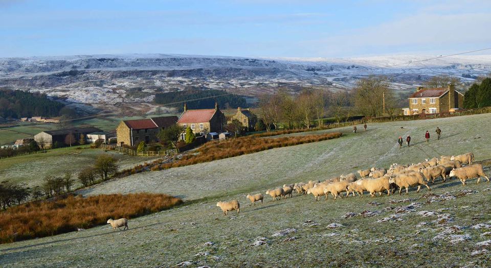 Farm and sheep in winter light