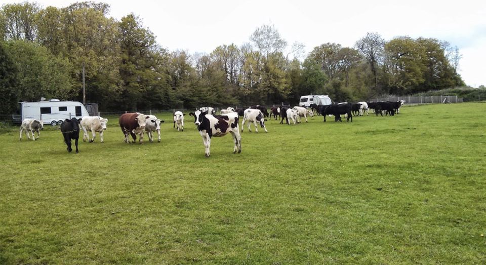 Motorhomes and cattle in the field