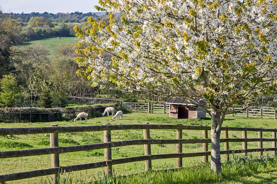Sheep paddock and blossom