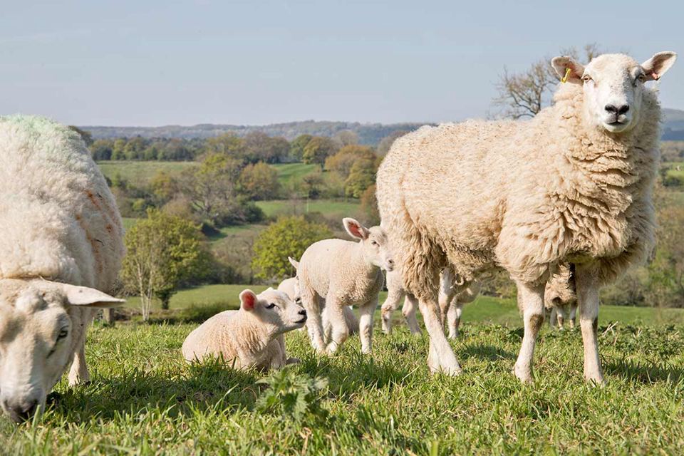 Ewes and lambs on the farm