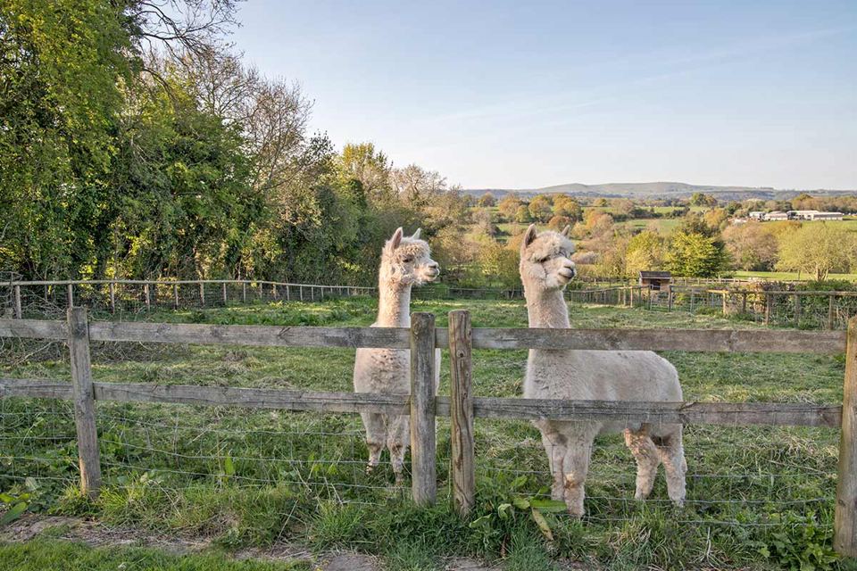 Alpacas looking over the fence