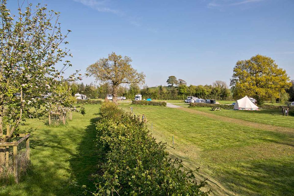 Grass pitches and a bell tent