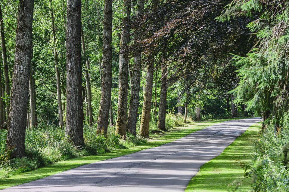 Tree-lined lane through the park