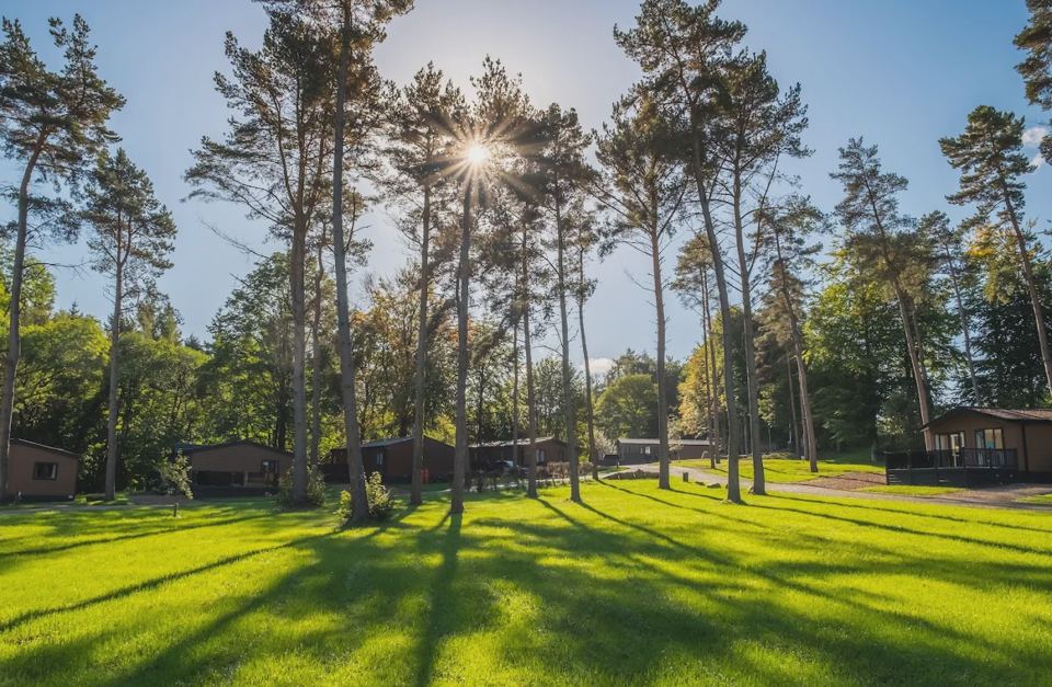 Holiday homes among the pine trees