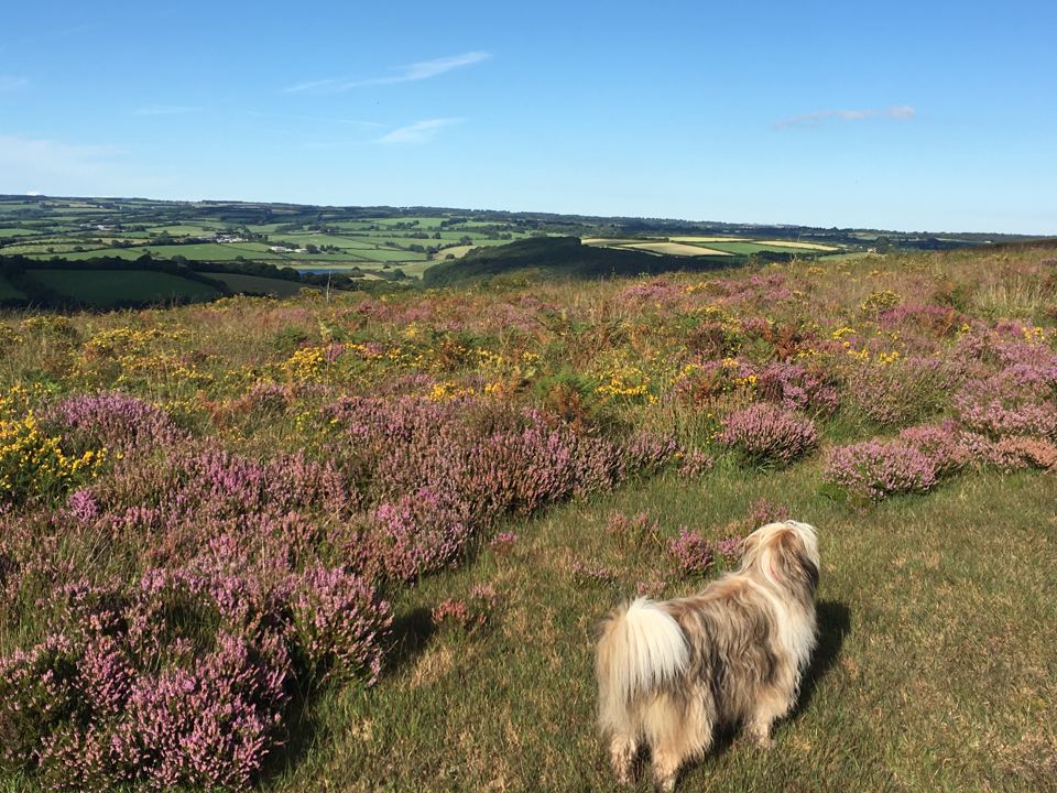 Dog on the heather moor