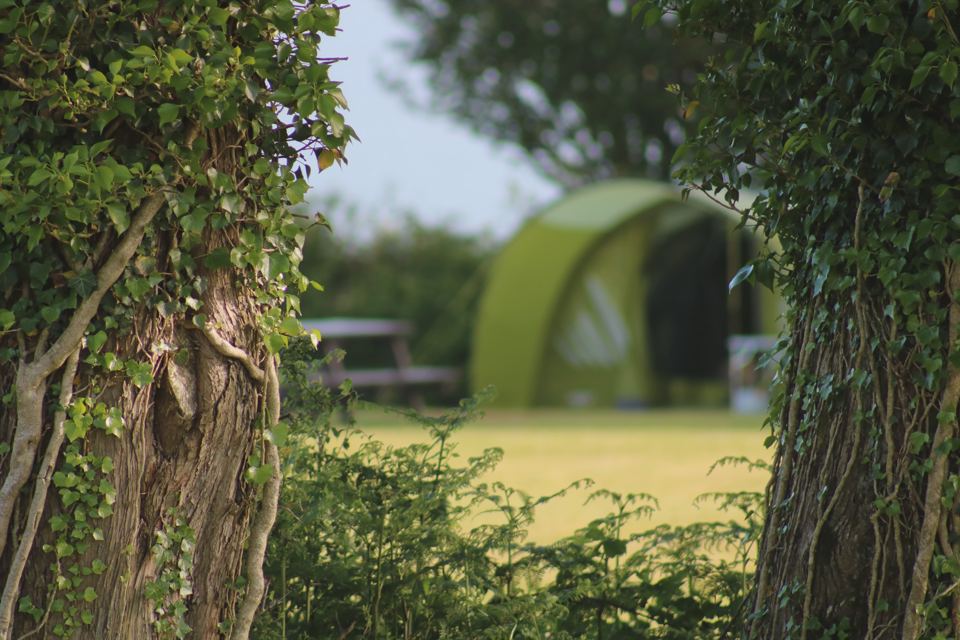 Tent pitch framed by ivy