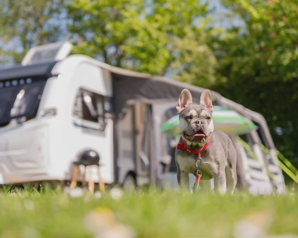 Dog by a caravan