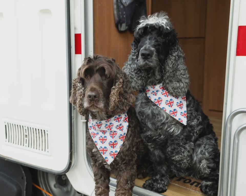 Two dogs at a motorhome