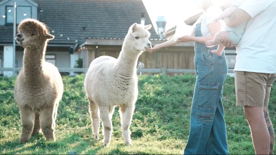 Alpacas by the fence