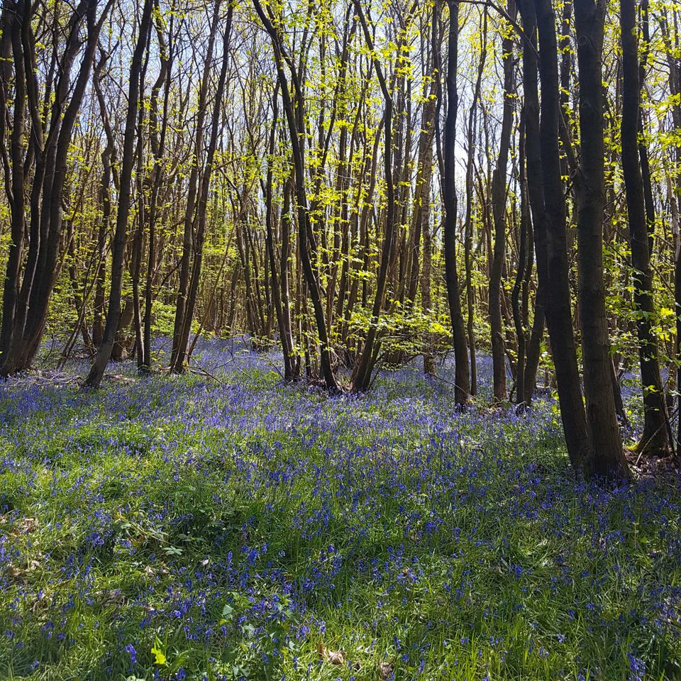 Bluebells in the woods