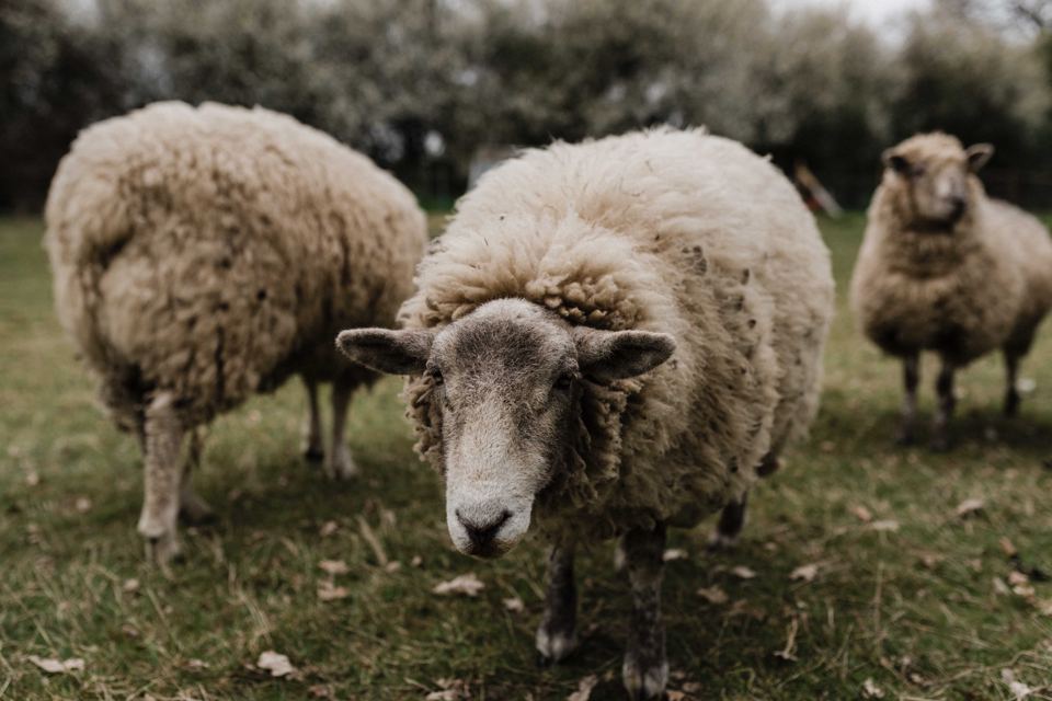 Sheep in the field