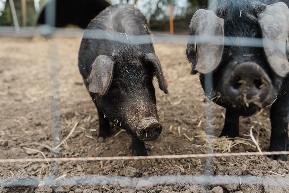 Pigs on the farm