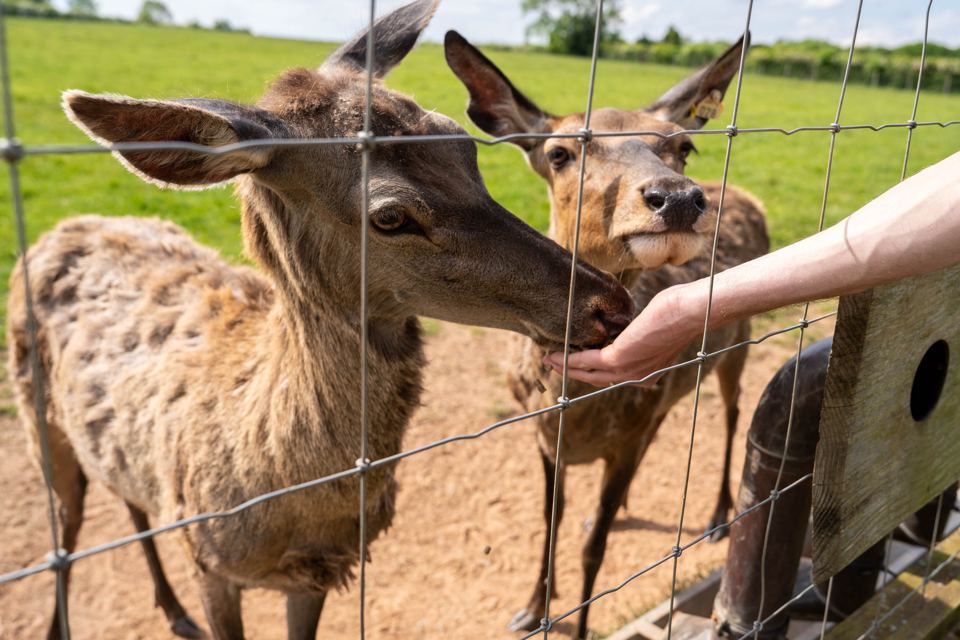 Feeding the red deer