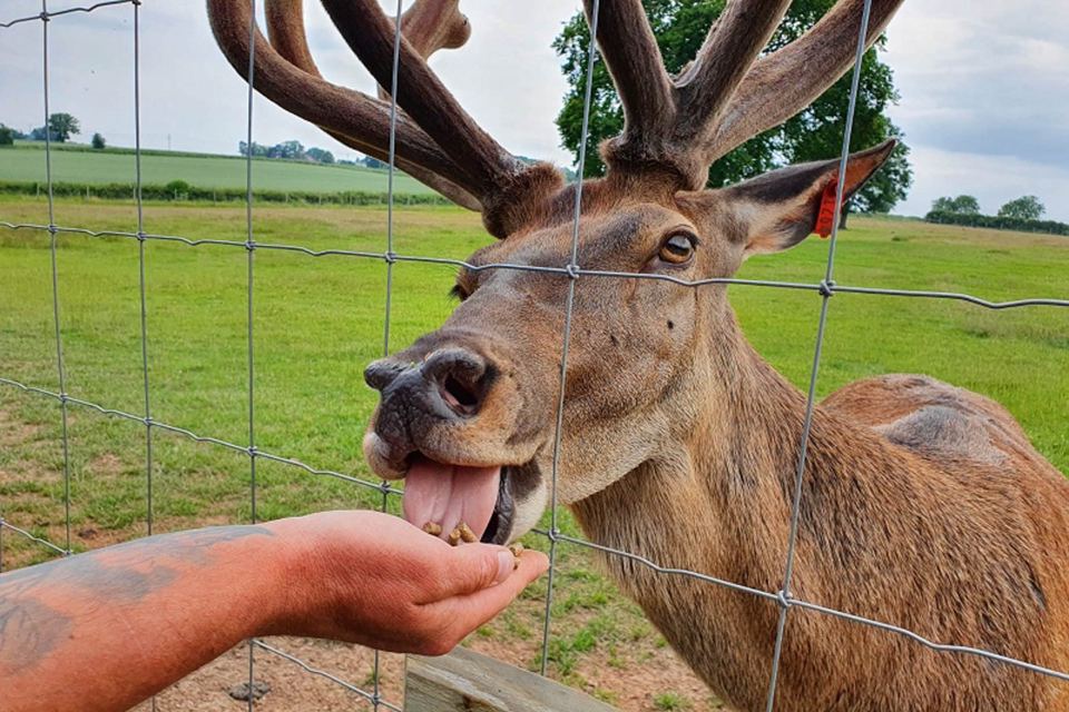 Red deer stag at the fence