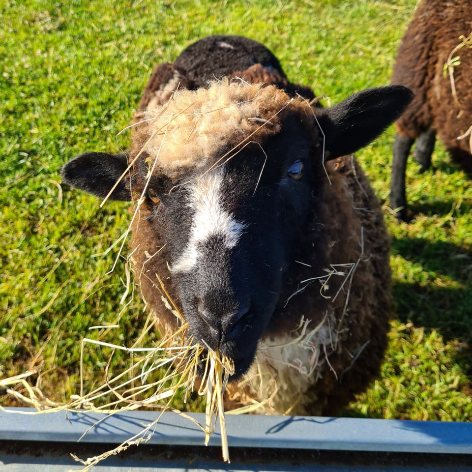 Sheep on the farm